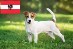 Read more about the article Criadores de Jack Russell e cachorros na Áustria