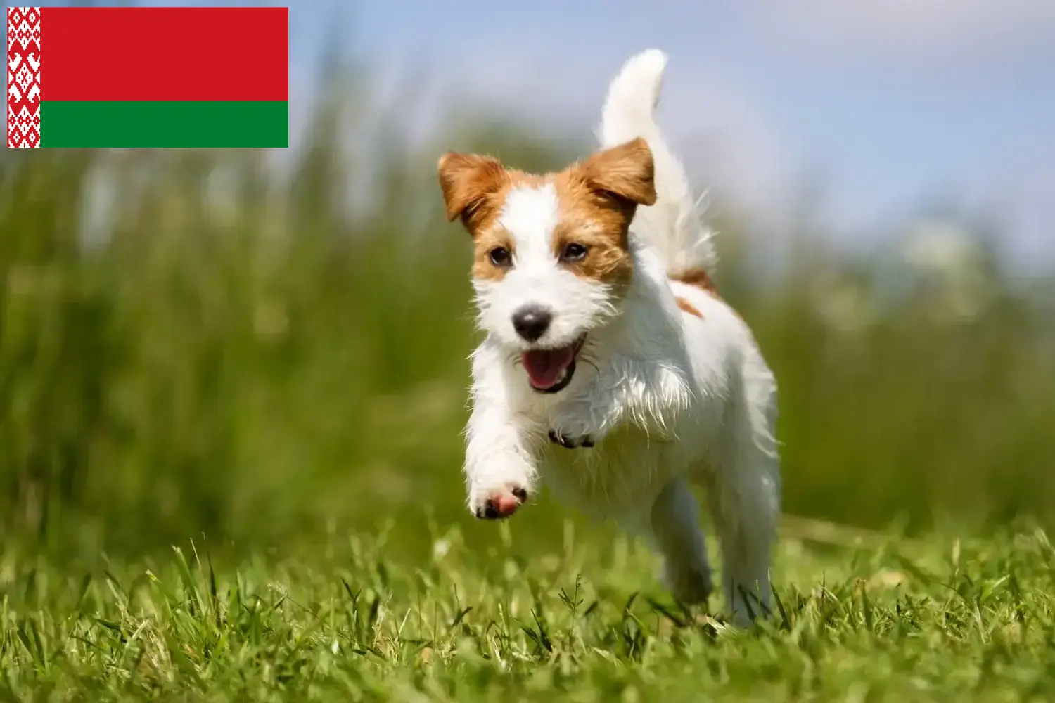 Read more about the article Criadores de Jack Russell e cachorros na Bielorrússia