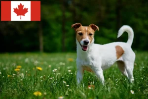 Read more about the article Criadores de Jack Russell e cachorros no Canadá