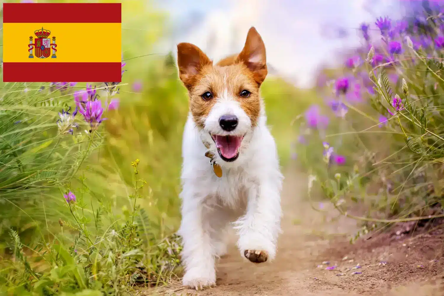 Read more about the article Criadores de Jack Russell e cachorros em Espanha