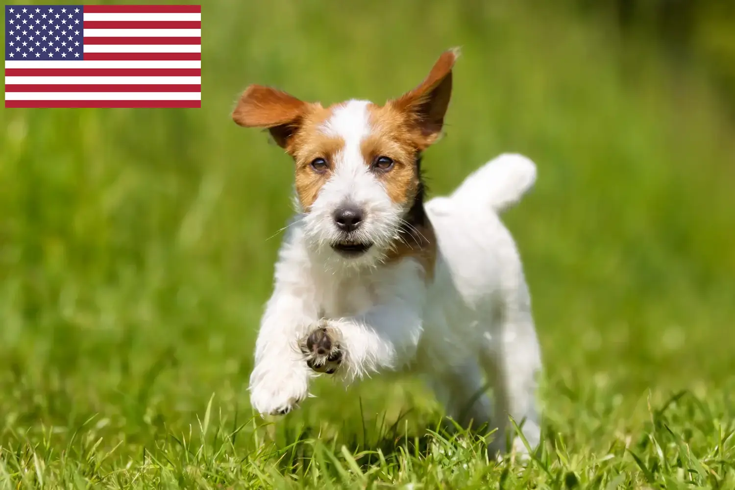 Read more about the article Criadores de Jack Russell e cachorros nos EUA