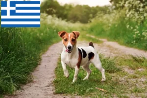 Read more about the article Criadores de Jack Russell e cachorros na Grécia