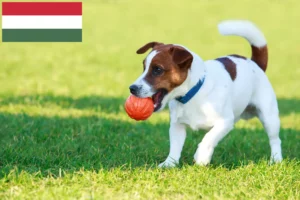 Read more about the article Criadores de Jack Russell e cachorros na Hungria