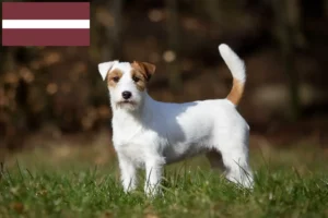 Read more about the article Criadores de Jack Russell e cachorros na Letónia