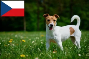 Read more about the article Criadores de Jack Russell e cachorros na República Checa