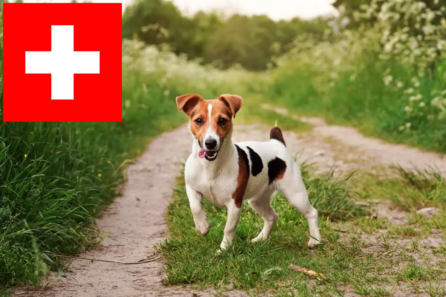 Read more about the article Criadores de Jack Russell e cachorros na Suíça