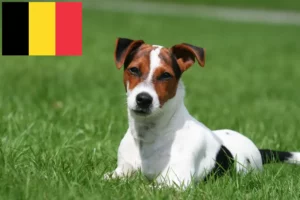 Read more about the article Criadores de Jack Russell e cachorros na Bélgica