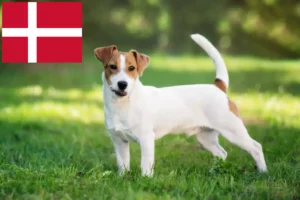 Read more about the article Criadores de Jack Russell e cachorros na Dinamarca