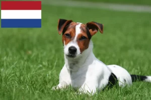 Read more about the article Criadores de Jack Russell e cachorros nos Países Baixos