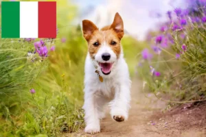 Read more about the article Criadores de Jack Russell e cachorros em Itália