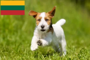 Read more about the article Criadores de Jack Russell e cachorros na Lituânia