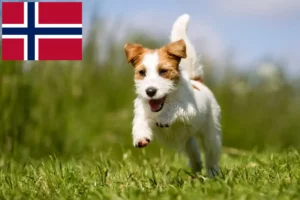 Read more about the article Criadores de Jack Russell e cachorros na Noruega