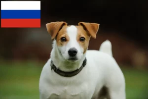 Read more about the article Criadores de Jack Russell e cachorros na Rússia