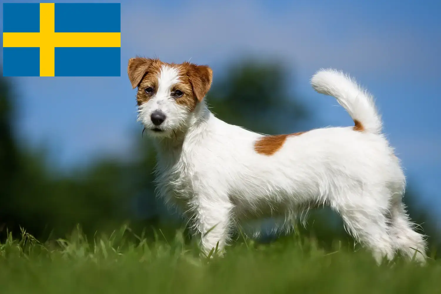 Read more about the article Criadores de Jack Russell e cachorros na Suécia