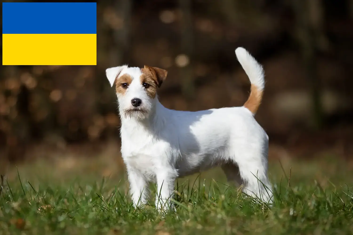 Read more about the article Criadores de Jack Russell e cachorros na Ucrânia