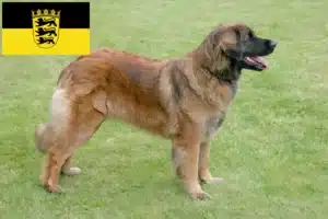 Read more about the article Criadores de Leonberger e cachorros em Baden-Württemberg