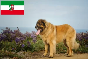 Read more about the article Criadores de Leonberger e cachorros na Renânia do Norte-Vestefália