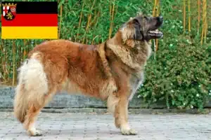 Read more about the article Criadores de Leonberger e cachorros em Renânia-Palatinado