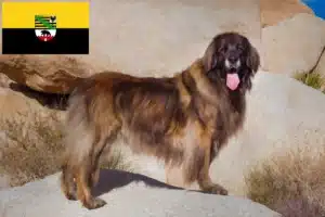 Read more about the article Criadores de Leonberger e cachorros em Saxónia-Anhalt