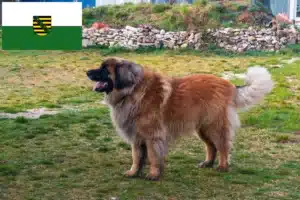 Read more about the article Criadores de Leonberger e cachorros na Saxónia