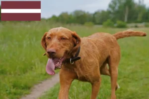 Read more about the article Criadores de Magyar Vizsla e cachorros na Letónia