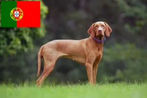 Read more about the article Magyar Vizsla criadores e cachorros em Portugal