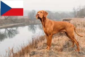 Read more about the article Criadores de Magyar Vizsla e cachorros na República Checa