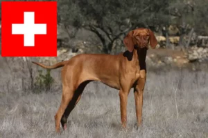 Read more about the article Criadores de Magyar Vizsla e cachorros na Suíça