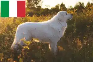 Read more about the article Criadores e cachorros de Maremma Abruzzo Sheepdog em Itália