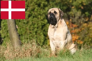 Read more about the article Criadores de Mastiff e cachorros na Dinamarca