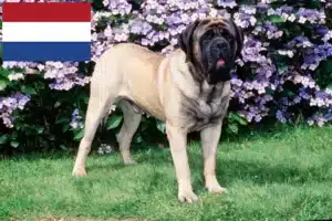 Read more about the article Criadores de Mastiff e cachorros nos Países Baixos