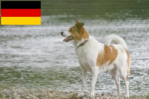 Read more about the article Criadores de Norrbottenspitz e cachorros na Alemanha