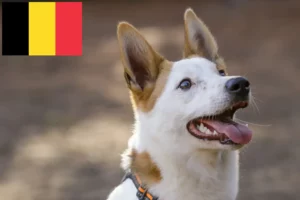 Read more about the article Criadores de Norrbottenspitz e cachorros na Bélgica