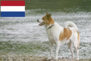 Read more about the article Criadores de Norrbottenspitz e cachorros nos Países Baixos