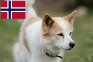 Read more about the article Criadores de Norrbottenspitz e cachorros na Noruega