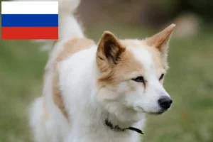 Read more about the article Criadores de Norrbottenspitz e cachorros na Rússia