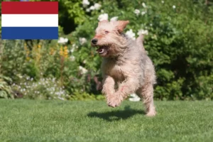 Read more about the article Criadores de Otterhound e cachorros nos Países Baixos