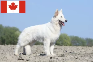 Read more about the article Cão de raça pastor suíço branco e cachorros no Canadá