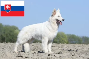 Read more about the article Cão de raça pastor suíço branco e cachorros na Eslováquia