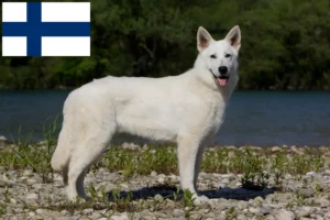 Read more about the article Cão de pastor suíço branco criador e cachorros na Finlândia