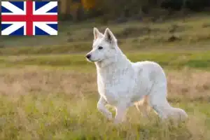 Read more about the article Criadores de cães de pastor suíço branco e cachorros no Reino Unido