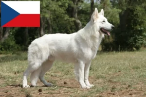 Read more about the article Criadores e cachorros de Pastor Suíço Branco na República Checa