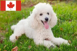 Read more about the article Criadores de caniches e cachorros no Canadá