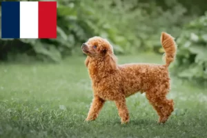 Read more about the article Criadores de caniches e cachorros em França