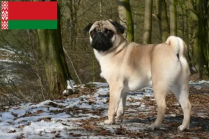 Read more about the article Criadores de pug e cachorros na Bielorrússia