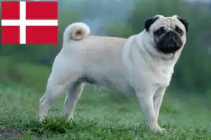 Read more about the article Criadores de pug e cachorros na Dinamarca