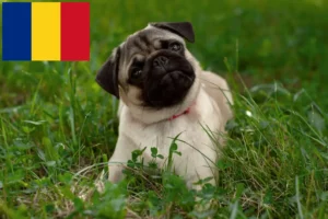 Read more about the article Criadores de pug e cachorros em Roménia