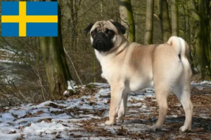 Read more about the article Criadores de pug e cachorros na Suécia