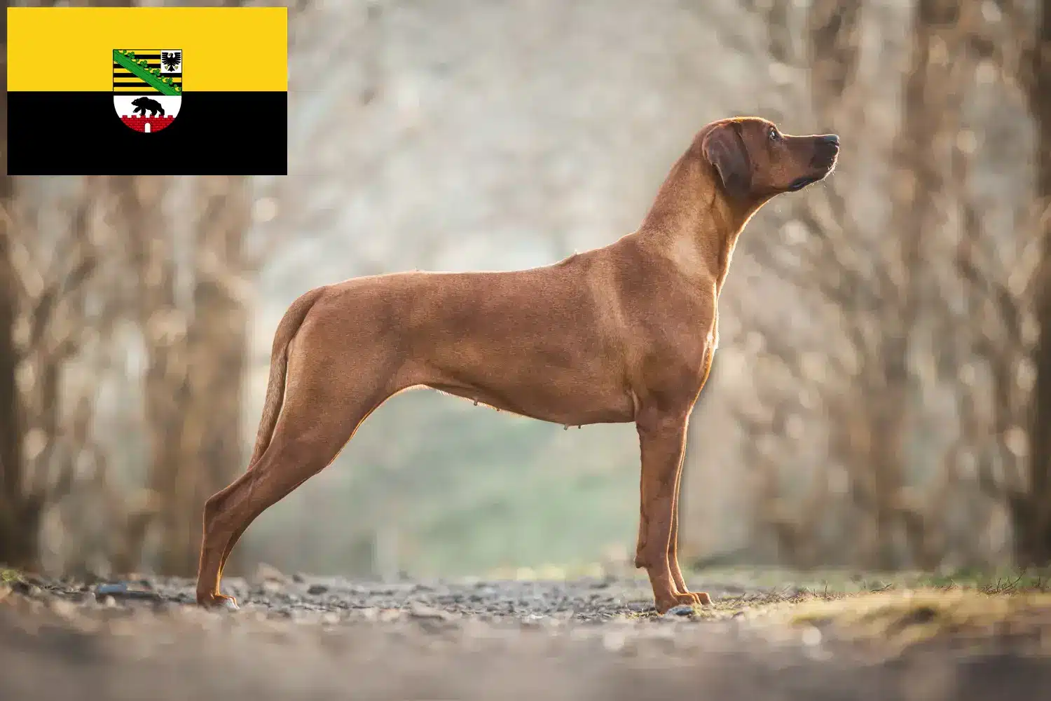 Read more about the article Criadores de Rhodesian Ridgeback e cachorros em Saxónia-Anhalt