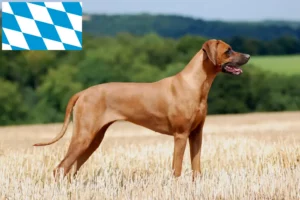 Read more about the article Criadores de Rhodesian Ridgeback e cachorros em Bavaria